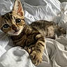 Circe is registered to the contest to win money with this photo: kitten, tabby, cat, pet, animal, feline, paw, whiskers, bed, blanket, white, soft, cute, young, indoor, closeup, fur, relaxed, sleepy, adorable