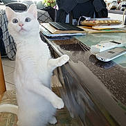 Ruby a rejoint le concours — aidez-le/la à gagner de superbes lots ! cat, chair, coat_on_chair, curious, fur, furniture, glass_table, household, indoor, looking_up, mobile_phone, notebook, paws, pet, remote_control, sitting, stack_of_papers, table, tile_floor, white_cat