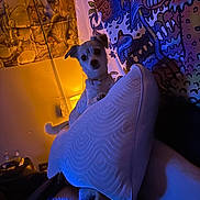 Lil Girl joined the competition — help win amazing prizes! blue_light, collar, colorful, cozy, curious, dim_lighting, dog, furniture, gaming_controller, home, indoor, lamp, pattern, pet, pillow, relaxation, seated, small_dog, tapestry, yellow_light