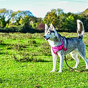 Sky joined the competition — help win amazing prizes! dog, husky, canine, pet, animal, outdoor, field, grass, leash, harness, nature, greenery, tree, sunny, daylight, alert, standing, mammal, fur, tongue