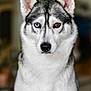 dog, siberian_husky, heterochromia, blue_eye, brown_eye, pet, animal, portrait, indoor, fur, ears, nose, whiskers, canine, looking_at_camera, close_up, sitting, mammal, cute, domestic_animal