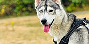 Sky joined the competition — help win amazing prizes! animal, black_harness, blue_eye, brown_eye, canine, closeup, dog, ears, fur, grass, happy, heterochromia, mammal, nature, outdoor, pet, playful, portrait, siberian_husky, tongue_out