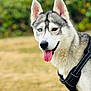 dog, siberian_husky, heterochromia, blue_eye, brown_eye, tongue_out, black_harness, outdoor, grass, canine, pet, animal, mammal, portrait, closeup, nature, fur, ears, happy, playful