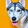 dog, siberian_husky, heterochromia, blue_eye, brown_eye, tongue_out, portrait, close_up, pet, animal, canine, fur, ears, snout, whiskers, studio, yellow_background, friendly, cute, domestic_animal