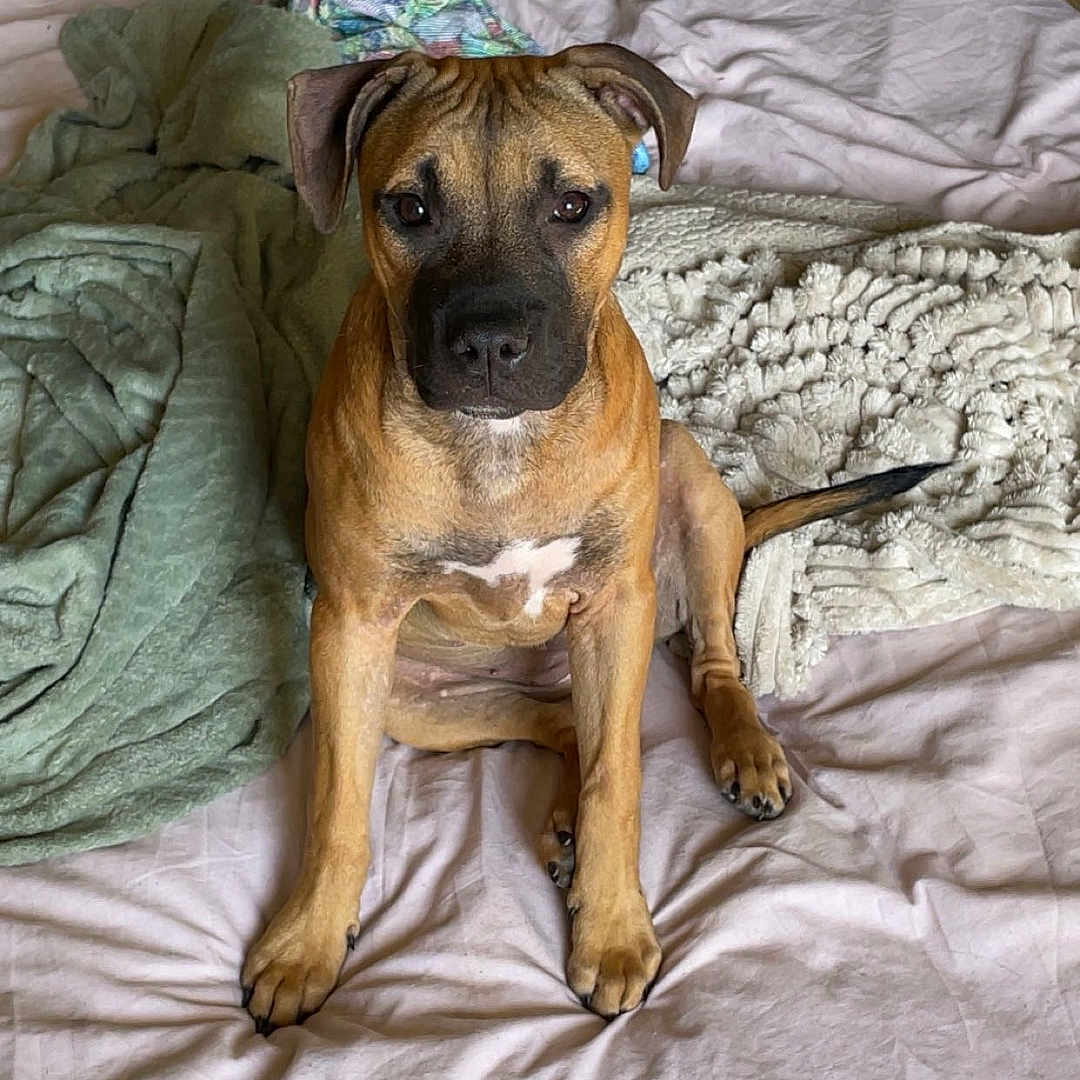 Nala participe au concours pour gagner de l'argent avec cette photo : animal, bed, bedroom, blanket, boxer, bulldog, canine, couch, cushion, dog, furniture, homedecor, hound, indoors, linen, pet, pitbull, puppy, quilt, room