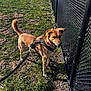 Lucy is registered to the contest to win money with this photo: dog, leash, harness, grass, fence, outdoor, sunlight, pet, canine, brown_dog, walking, park, nature, animal, daylight, alert, standing, tail, collar, exploration