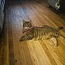 Houdini is registered to the contest to win money with this photo: animal, cat, companion, cozy, cute, domestic_cat, feline, fur, home, indoor, laying_down, looking_at_camera, paws, pet, relaxed, scarf, striped, tabby, whiskers, wooden_floor