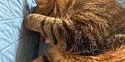 Houdini is registered to the contest to win money with this photo: animal, blanket, brown, cat, closeup, comfort, cozy, cute, feline, fur, indoor, paw, pet, quilted, relaxed, resting, sleeping, soft, striped, tabby
