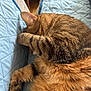 animal, blanket, brown, cat, closeup, comfort, cozy, cute, feline, fur, indoor, paw, pet, quilted, relaxed, resting, sleeping, soft, striped, tabby