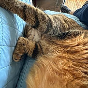 Houdini joined the competition — help win amazing prizes! animal, blanket, blue, cat, comfort, cozy, fur, furry, home, indoor, paw, person, pet, quilted, relaxing, resting, sleeping, sock, tabby, wooden_floor