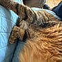 animal, blanket, blue, cat, comfort, cozy, fur, furry, home, indoor, paw, person, pet, quilted, relaxing, resting, sleeping, sock, tabby, wooden_floor