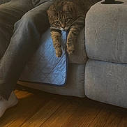 Houdini Ockenhouse joined the competition — help win amazing prizes! animal, armrest, blue_quilt, casual, cat, clothing, couch, domestic, floor, furniture, home, indoor, jeans, person, pet, relaxing, resting, sitting, striped_cat, wooden_floor