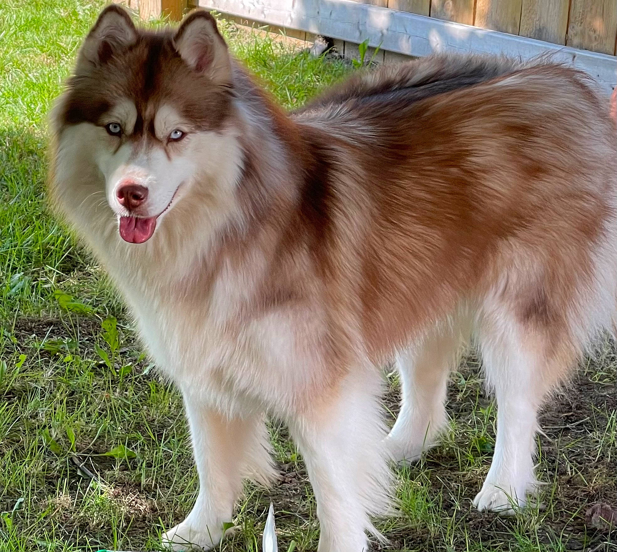 Coco Chanel joined the competition — help win amazing prizes! ancient_dog_breeds, canidae, canis, carnivore, collar, companion_dog, dog, dog_breed, fur, grass, herding_dog, liver, snout, sporting_group, terrestrial_animal, volpino_italiano, whiskers, wildlife, working_animal, working_dog