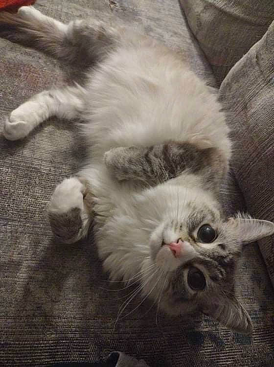 Butterball joined the competition — help win amazing prizes! carnivore, cat, claw, comfort, domestic_short_haired_cat, eye, fawn, felidae, flooring, foot, fur, grey, nap, paw, photo_caption, plant, small_to_medium_sized_cats, snout, tail, whiskers