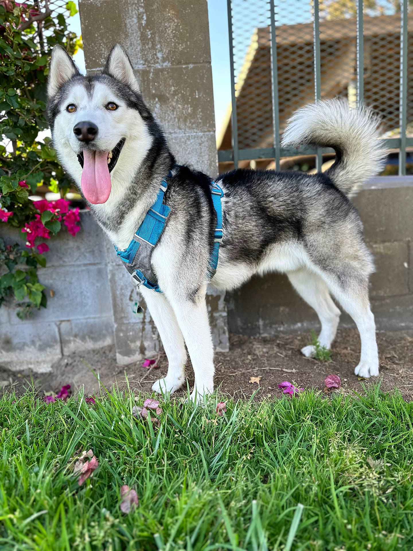 Tobi joined the competition — help win amazing prizes! accessories, animal, backyard, canine, dog, eskimodog, flower, geranium, grass, herbal, herbs, husky, nature, outdoors, pet, plant, puppy, strap, whitedog, yard