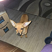 Bean is registered to the contest to win money with this photo: dog, chihuahua, pet, small_dog, puppy, indoor, hardwood_floor, rug, cardboard_box, amazon_box, cute, large_ears, looking_up, floor, couch, human_leg, slipper, flash, portrait, brown_coat
