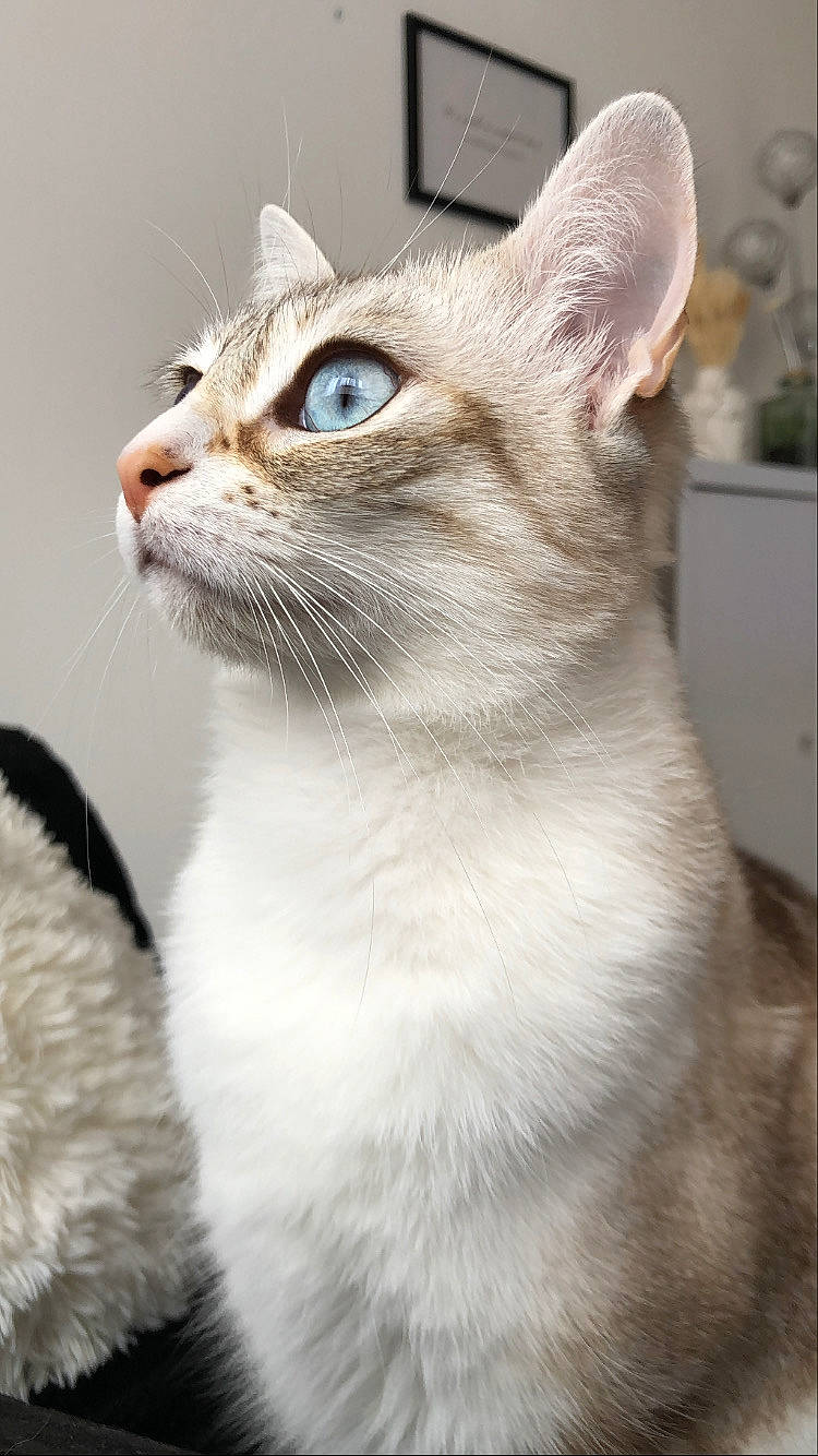 Rita a rejoint le concours — aidez-le/la à gagner de superbes lots ! carnivore, cat, collar, domestic_short_haired_cat, felidae, fur, houseplant, pet_supply, small_to_medium_sized_cats, snout, terrestrial_animal, whiskers, window