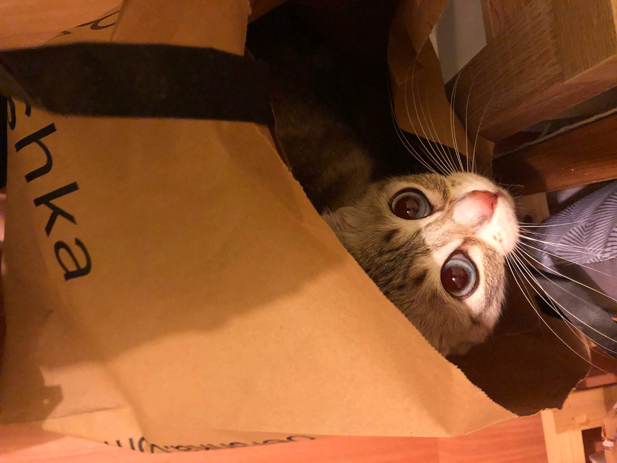 Rita participe au concours pour gagner de l'argent avec cette photo : carnivore, cat, comfort, domestic_short_haired_cat, felidae, fur, metal, room, small_to_medium_sized_cats, tail, tints_and_shades, whiskers, wood