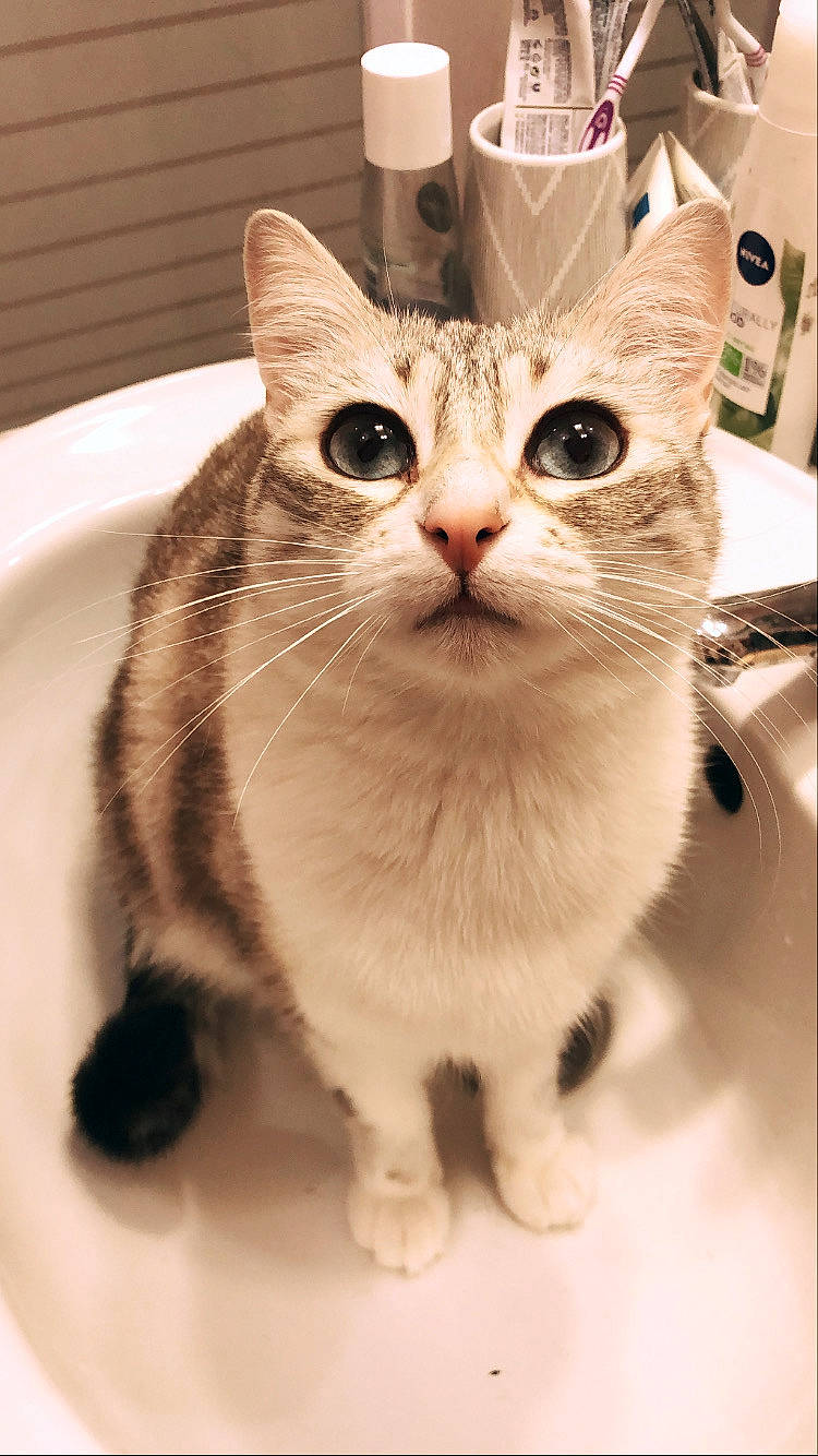 Rita a rejoint le concours — aidez-le/la à gagner de superbes lots ! carnivore, cat, collar, domestic_short_haired_cat, fawn, felidae, fur, paper_bag, paw, pet_supply, serveware, small_to_medium_sized_cats, snout, tail, whiskers, window