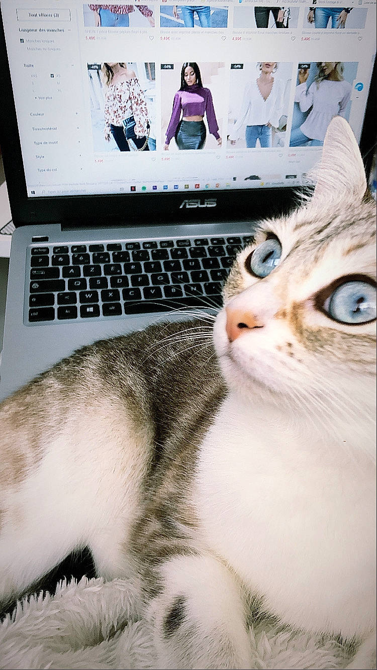 Rita participe au concours pour gagner de l'argent avec cette photo : carnivore, cat, comfort, computer, domestic_short_haired_cat, felidae, fur, input_device, laptop, netbook, office_equipment, output_device, paw, peripheral, personal_computer, small_to_medium_sized_cats, snout, touchpad, whiskers, window