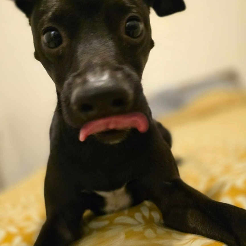 Max