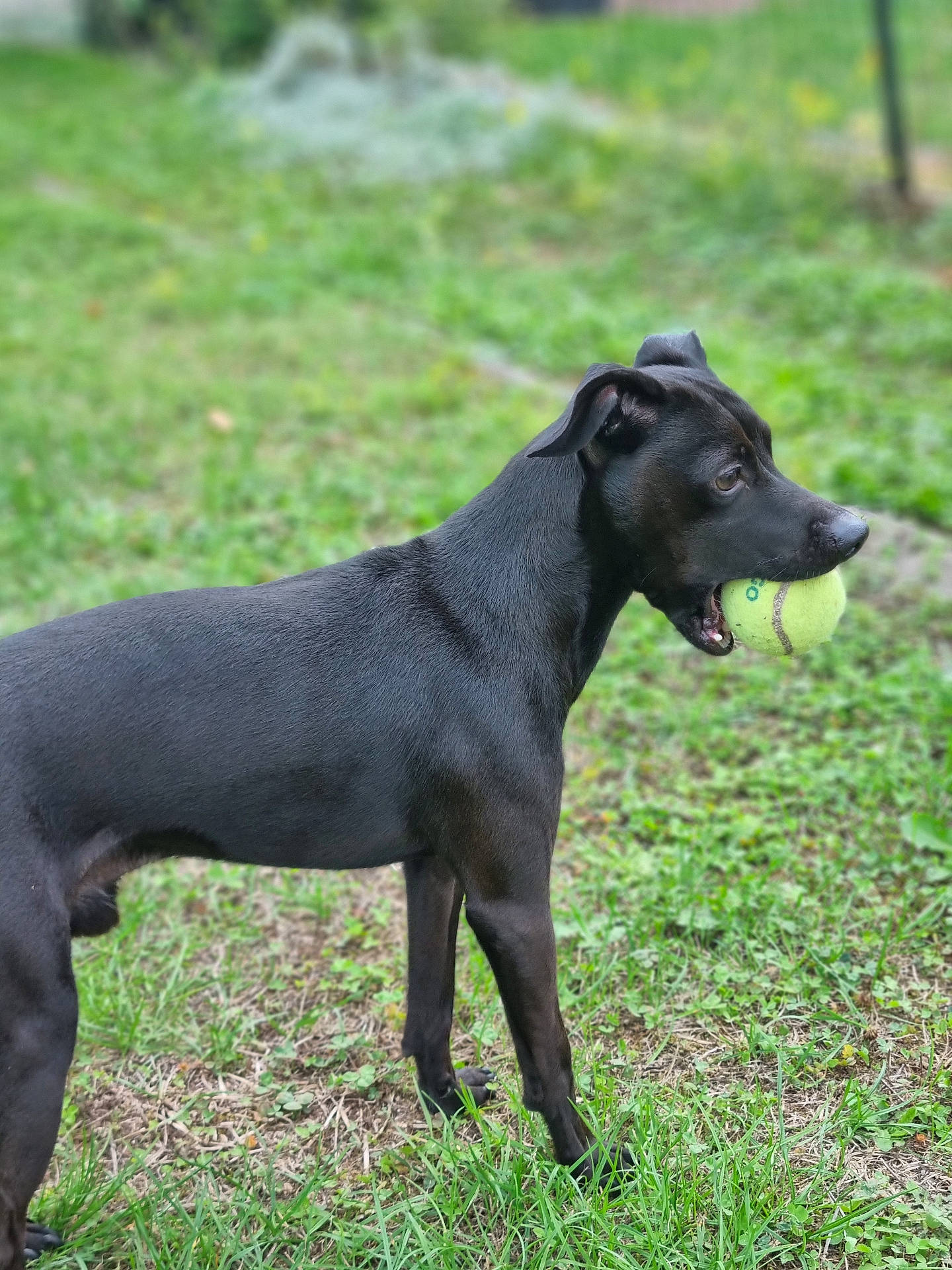 Max a rejoint le concours — aidez-le/la à gagner de superbes lots ! alert, animal, black_dog, canine, daylight, dog, fetch, field, fur, grass, greenery, mouth, nature, outdoor, park, pet, playing, side_view, tennis_ball, young_dog