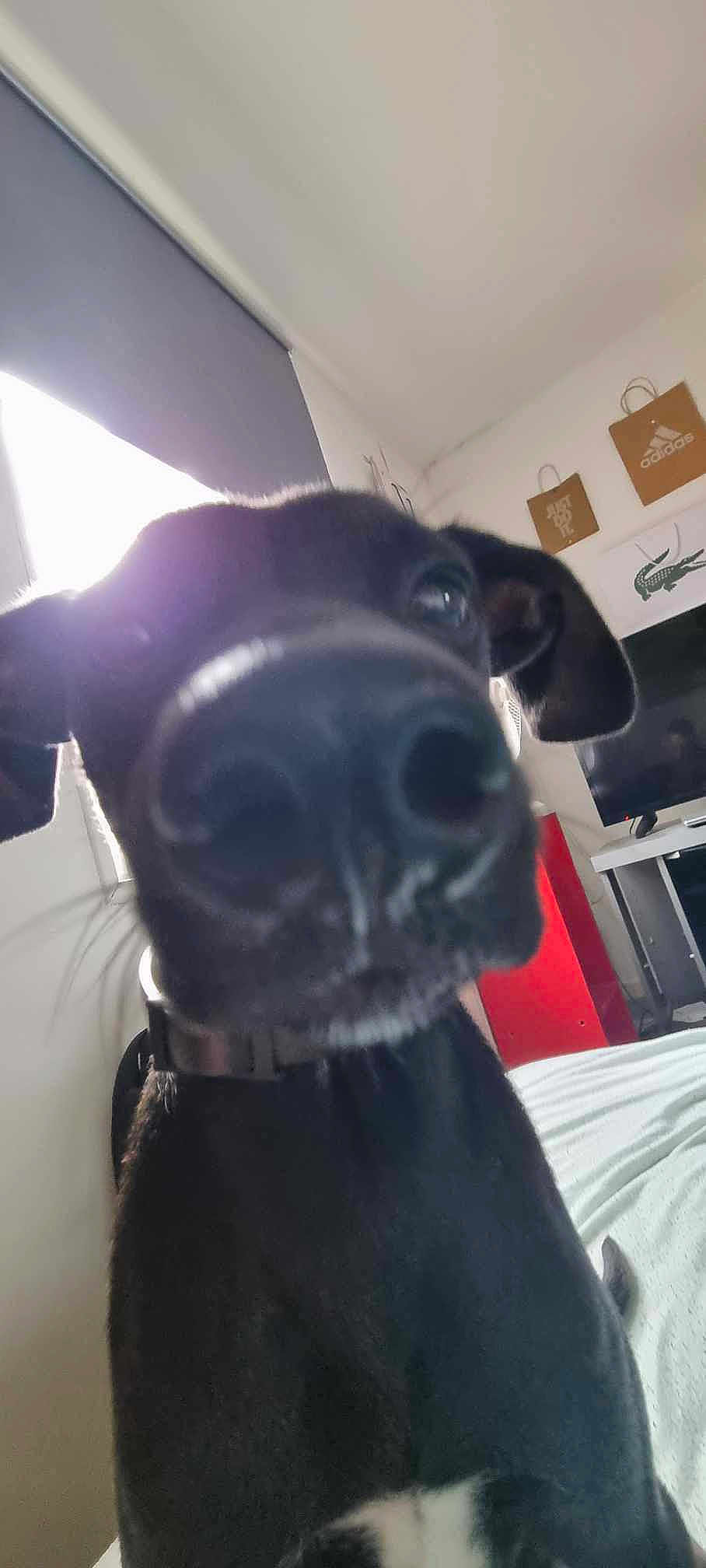 Max