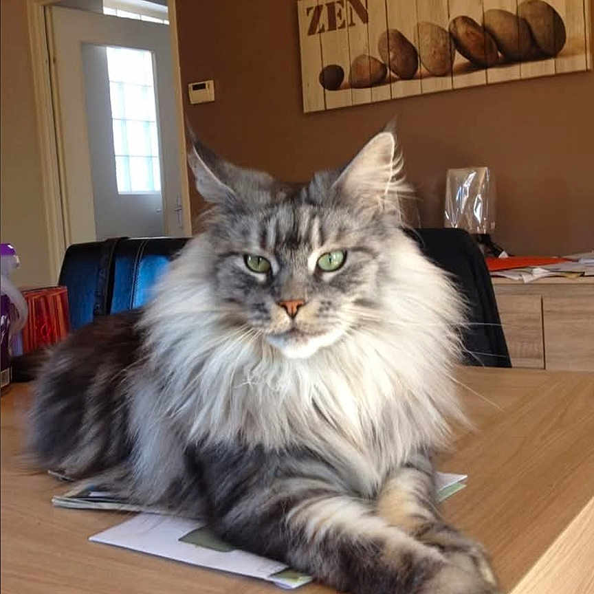 Heidi