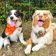Sandoly participe au concours pour gagner de l'argent avec cette photo : animal, bandana, bow, canine, cast, dog, friendship, fur, garden, grass, happy, nature, outdoor, pet, playful, resting, smiling, summer, tongue_out, two_dogs