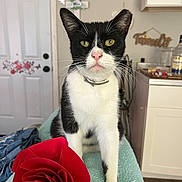 Snowball is registered to the contest to win money with this photo: cat, black_and_white, yellow_eyes, towel, red_flower, indoor, home, door, furniture, decor, flower, pet, animal, whiskers, collar, curious, closeup, domestic_cat, soft_texture, table