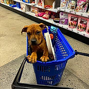 Scooby is registered to the contest to win money with this photo: puppy, dog, shopping_basket, pet_store, pet_toys, pet_treats, brown_dog, curious, animal, indoor, aisle, floor, shelves, plastic_basket, petsupplies, cute, looking_at_camera, paws, toy_ball, shopping