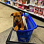 puppy, dog, shopping_basket, pet_store, pet_toys, pet_treats, brown_dog, curious, animal, indoor, aisle, floor, shelves, plastic_basket, petsupplies, cute, looking_at_camera, paws, toy_ball, shopping