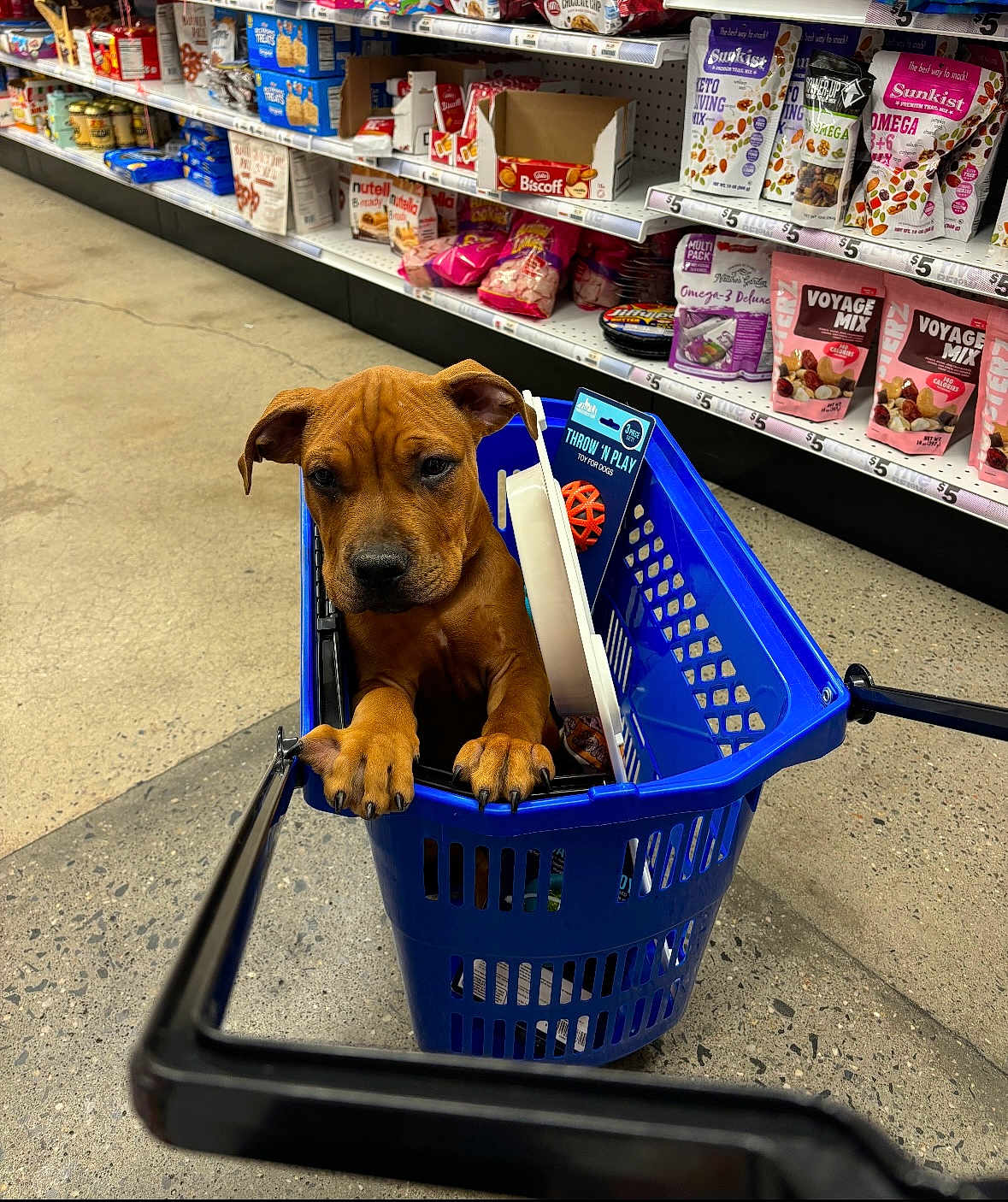 Scooby is registered to the contest to win money with this photo: puppy, dog, shopping_basket, pet_store, pet_toys, pet_treats, brown_dog, curious, animal, indoor, aisle, floor, shelves, plastic_basket, petsupplies, cute, looking_at_camera, paws, toy_ball, shopping
