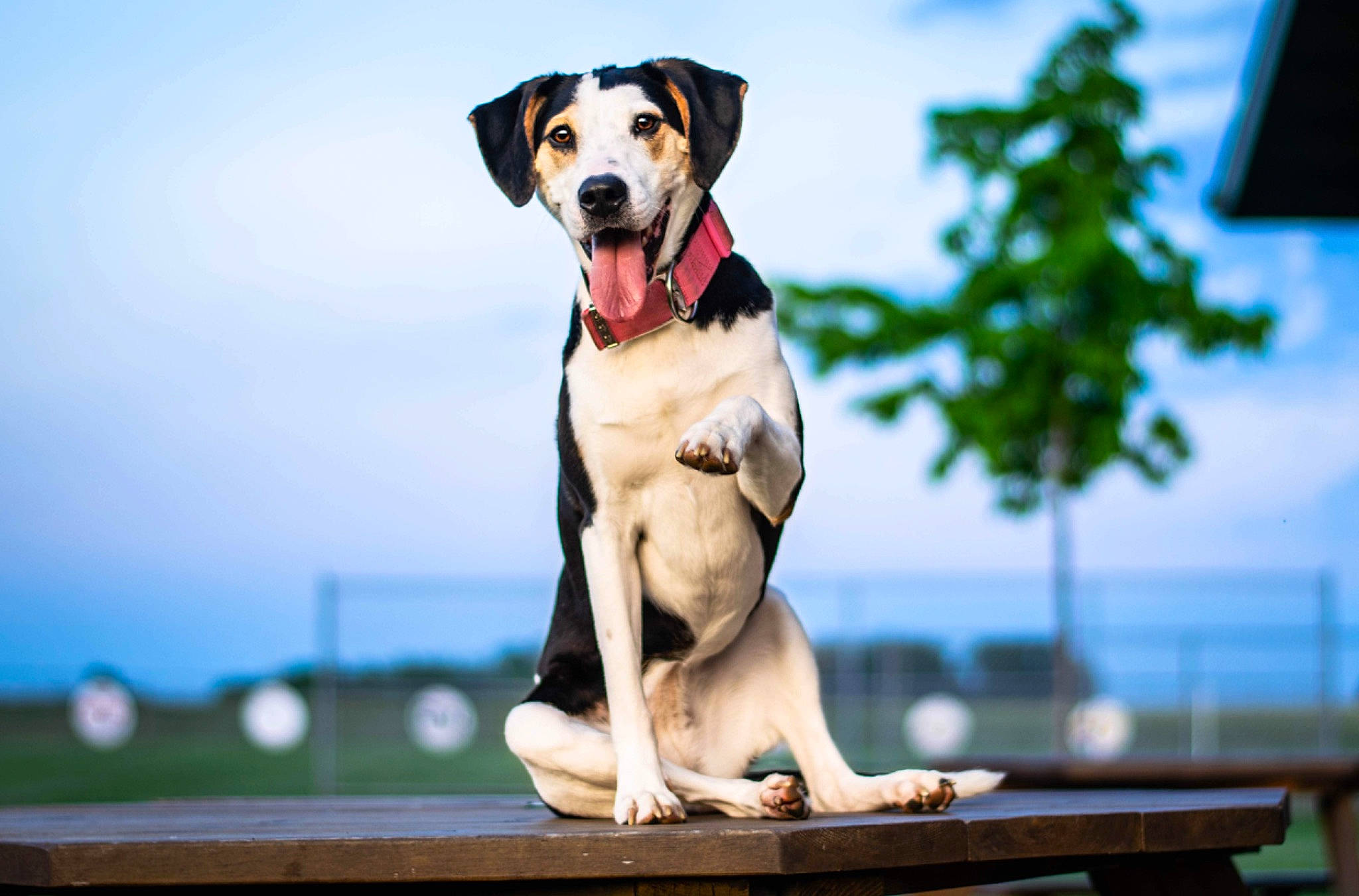 Honeybee is registered to the contest to win money with this photo: american_foxhound, canidae, carnivore, companion_dog, dog, dog_breed, english_foxhound, fawn, harrier, hound, hunting_dog, mammal, snout, sporting_group, vertebrate, working_dog