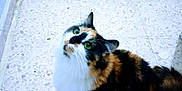 Camila is registered to the contest to win money with this photo: cat, calico_cat, green_eyes, fluffy, indoor, floor, tile_floor, pet, animal, looking_up, curious, feline, whiskers, multi_color_fur, domestic_cat, cute, companion, household, mammal, fur