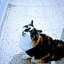 cat, calico_cat, green_eyes, fluffy, indoor, floor, tile_floor, pet, animal, looking_up, curious, feline, whiskers, multi_color_fur, domestic_cat, cute, companion, household, mammal, fur