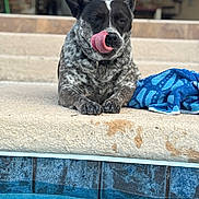 Coco is registered to the contest to win money with this photo: dog, tongue, licking, pool, blue_towel, steps, stone, outdoor, pet, canine, closeup, fur, relaxed, water, edge, animal, summer, daylight, portrait, resting