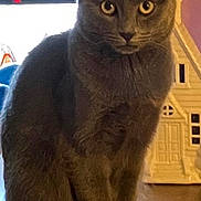Sassy joined the competition — help win amazing prizes! cat, gray_cat, animal, pet, indoor, table, wooden_surface, house_decoration, yellow_eyes, sitting, feline, domestic_cat, curious, looking_at_camera, window, night, furniture, cute, portrait, still_life