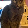 cat, gray_cat, animal, pet, indoor, table, wooden_surface, house_decoration, yellow_eyes, sitting, feline, domestic_cat, curious, looking_at_camera, window, night, furniture, cute, portrait, still_life