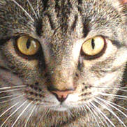 Dallas joined the competition — help win amazing prizes! american_wirehair, asian, australian_mist, carnivore, cat, close_up, domestic_short_haired_cat, dragon_li, european_shorthair, eye, felidae, mammal, ocicat, pixie_bob, small_to_medium_sized_cats, snout, tabby_cat, vertebrate, whiskers, wild_cat