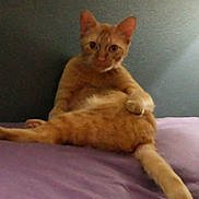 Stitch is registered to the contest to win money with this photo: animal, bed, cat, cozy, cute, domestic_animal, ears, feline, fur, ginger_cat, indoor, looking_at_camera, paw, pet, purple_bedspread, relaxed, resting, sleepy, tail, whiskers