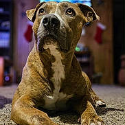 Buddy is registered to the contest to win money with this photo: brindle, canine, carpet, christmas_stocking, close_up, dog, ears, eyes, furniture, home, indoor, living_room, looking_up, muzzle, nose, paws, pet, portrait, shallow_depth_of_field, television