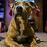 brindle, canine, carpet, christmas_stocking, close_up, dog, ears, eyes, furniture, home, indoor, living_room, looking_up, muzzle, nose, paws, pet, portrait, shallow_depth_of_field, television