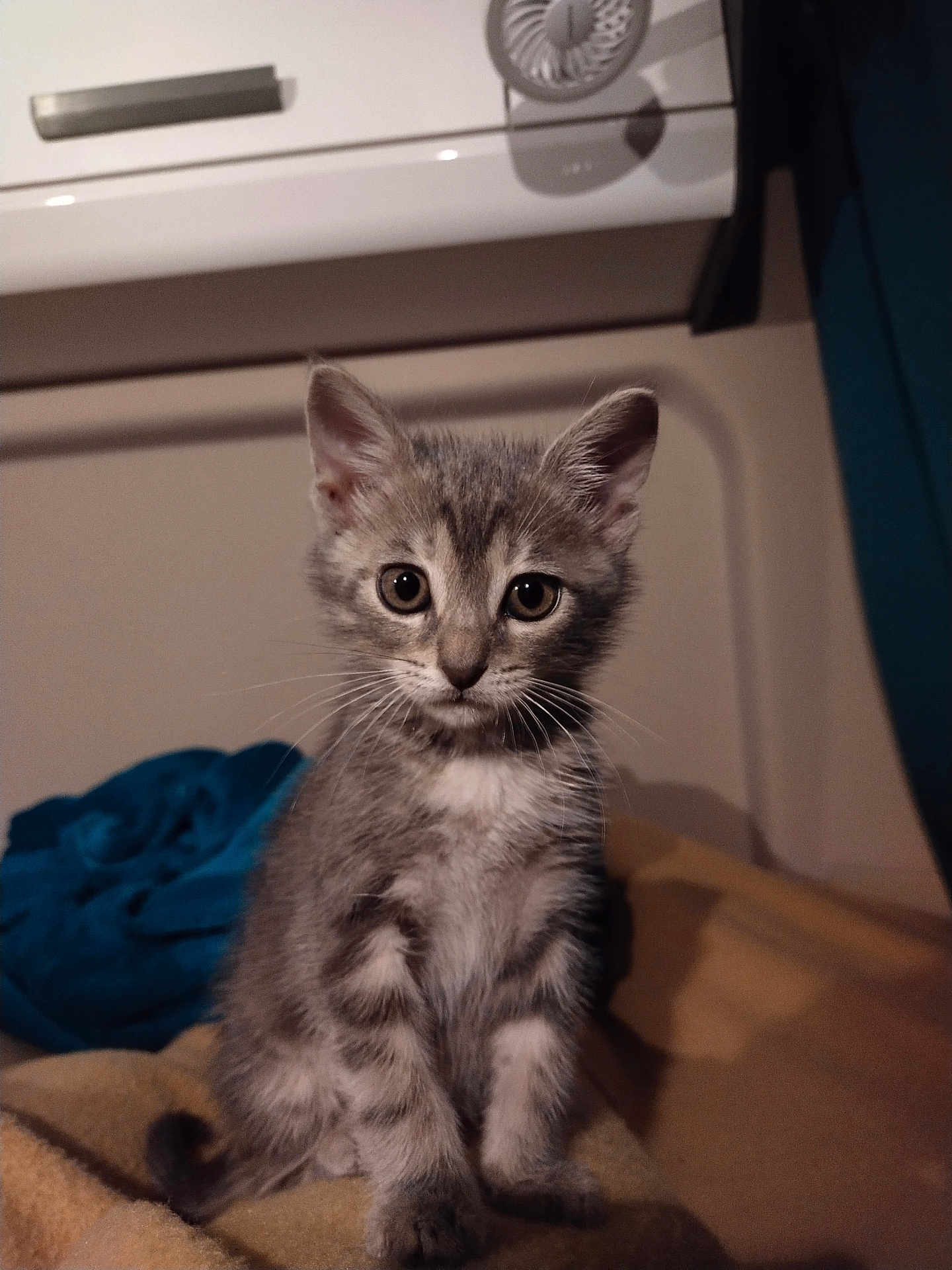 Vénus participe au concours pour gagner de l'argent avec cette photo : animal, blanket, cat, cozy, curious, cute, domestic, eyes, feline, fur, gray_tabby, household, indoor, kitten, pet, sitting, small, soft, whiskers, young