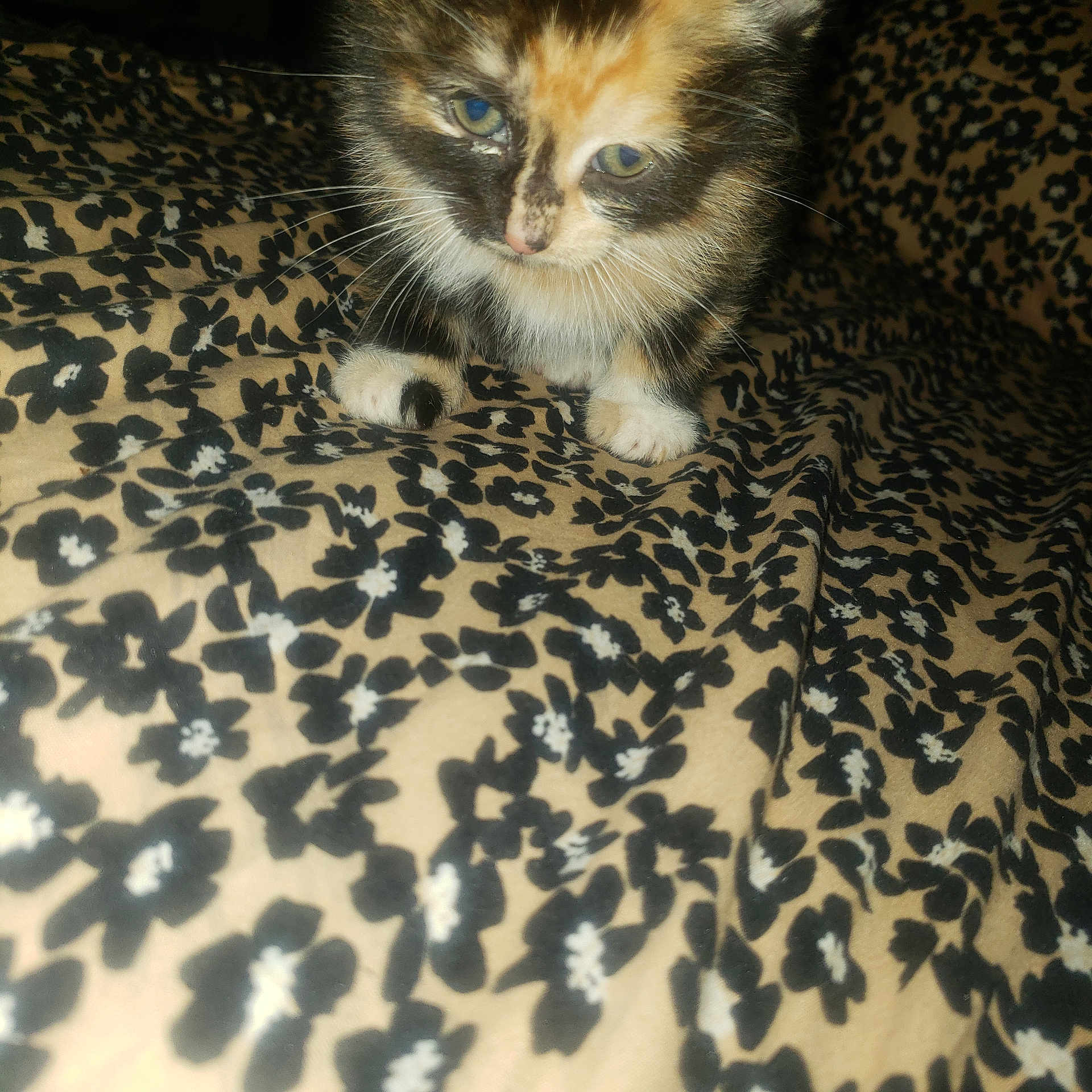 Freya