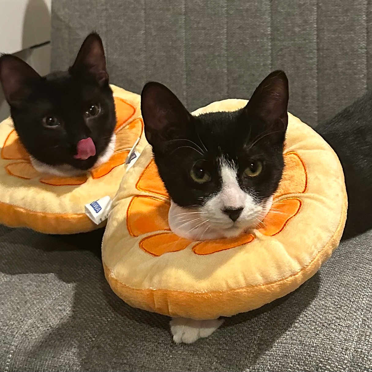 Squid And Wasabi joined the competition — help win amazing prizes! animal, canine, cat, cushion, dog, dogbed, furniture, homedecor, kitten, pet