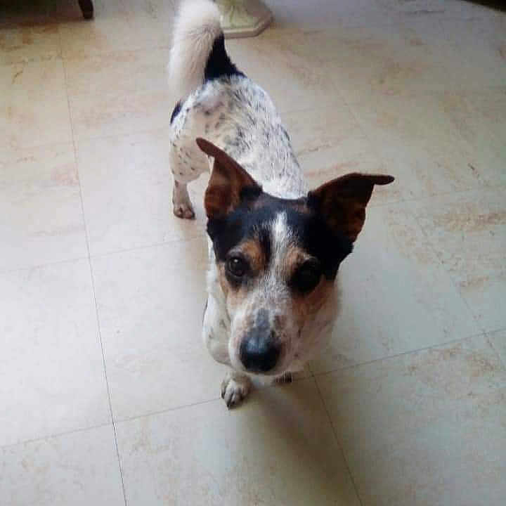 Milou participe au concours pour gagner de l'argent avec cette photo : accessories, animal, ball, beagle, bostonbull, bulldog, canine, chihuahua, dog, hound, husky, indoors, interiordesign, leash, pet, puppy, sport, strap, tennis, tennisball