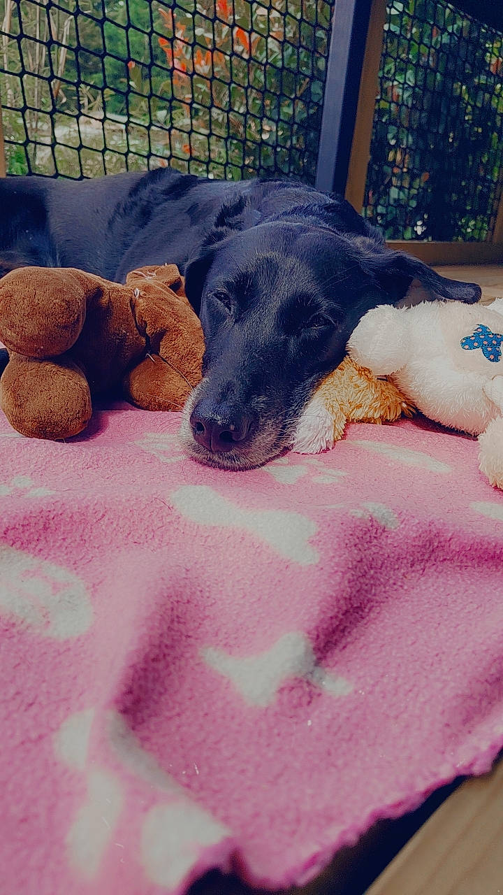 Lilou a rejoint le concours — aidez-le/la à gagner de superbes lots ! canidae, carnivore, comfort, companion_dog, dog, dog_breed, dog_supply, fawn, fur, linens, mammal, paw, pet_supply, pink, snout, sporting_group, tail, toy, vertebrate, working_animal