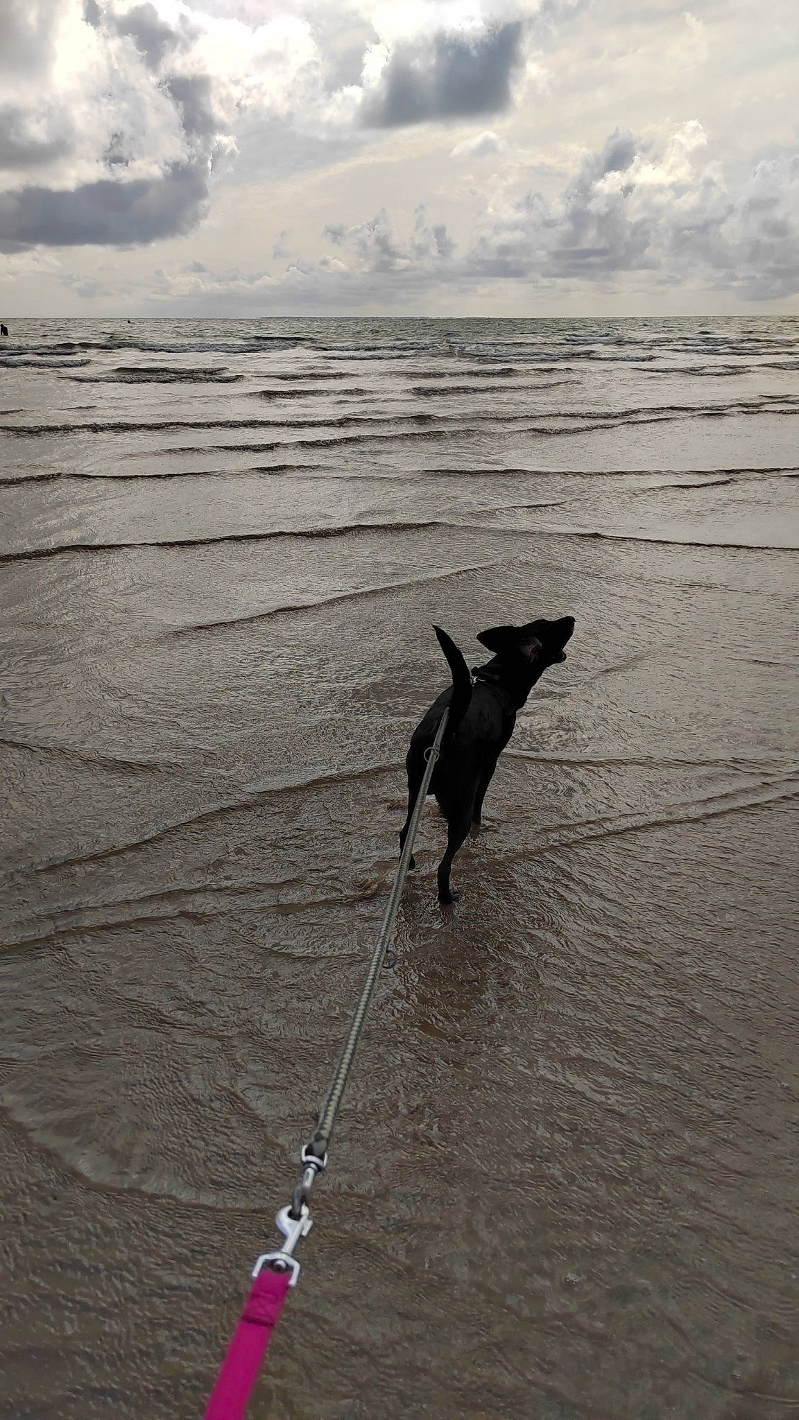 Lilou participe au concours pour gagner de l'argent avec cette photo : beach, body_of_water, carnivore, cloud, coast, dog, dog_breed, horizon, landscape, monochrome_photography, ocean, sand, shore, sky, sporting_group, water, wave, wind_wave, wood, working_animal