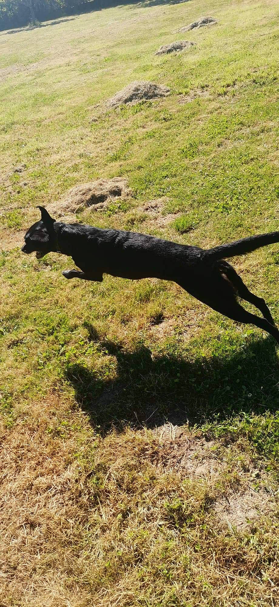 Lilou participe au concours pour gagner de l'argent avec cette photo : canidae, gesture, grass, grass_family, grassland, human_leg, landscape, pasture, people_in_nature, plant, shadow, soil, sporting_group, tail, terrestrial_animal, tints_and_shades, tree, trunk, wildlife, wood